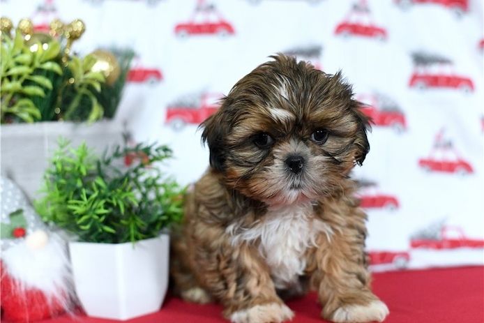 Reinrassige shih tzu welpen
