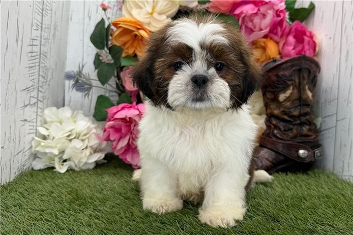 Reinrassige shih tzu welpen