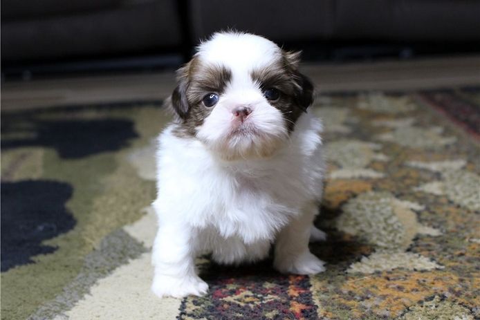 Reinrassige shih tzu welpen