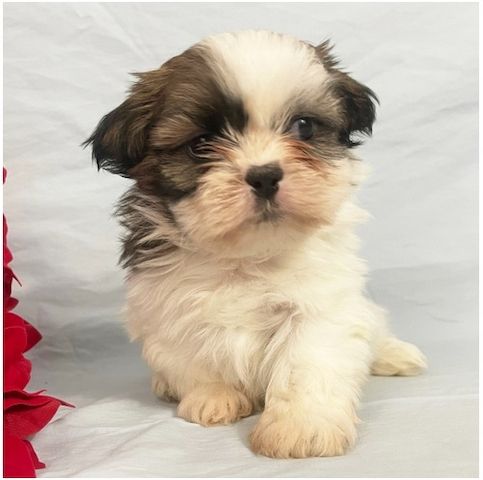 Reinrassige shih tzu welpen