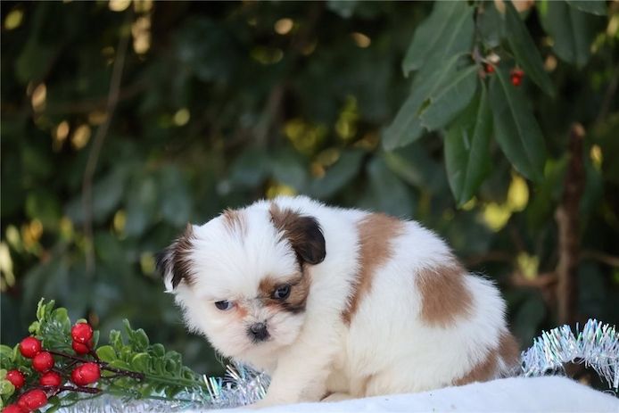 Reinrassige shih tzu welpen
