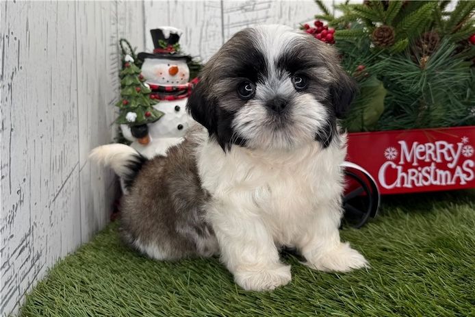 Reinrassige shih tzu welpen