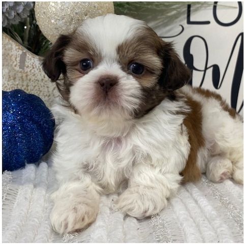 Reinrassige shih tzu welpen