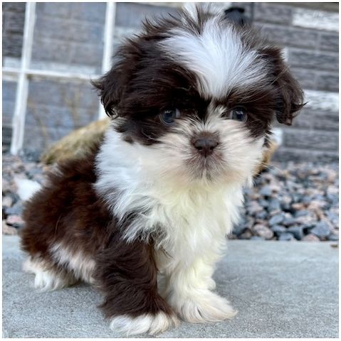 Reinrassige shih tzu welpen