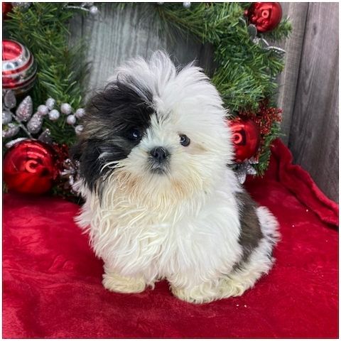 Reinrassige shih tzu welpen