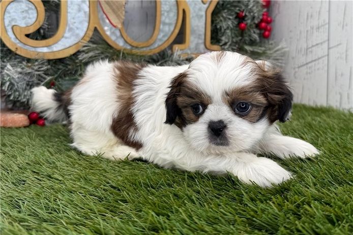 Reinrassige shih tzu welpen