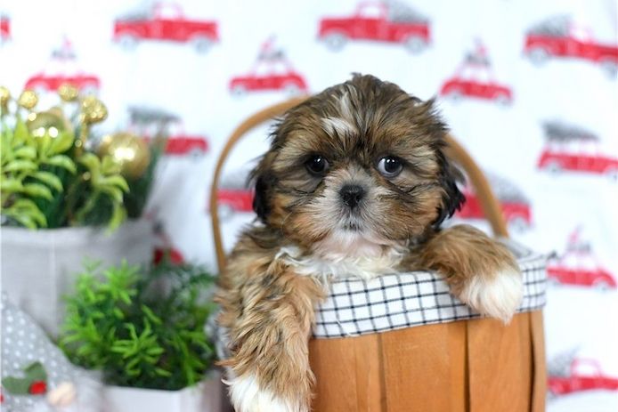 Reinrassige shih tzu welpen