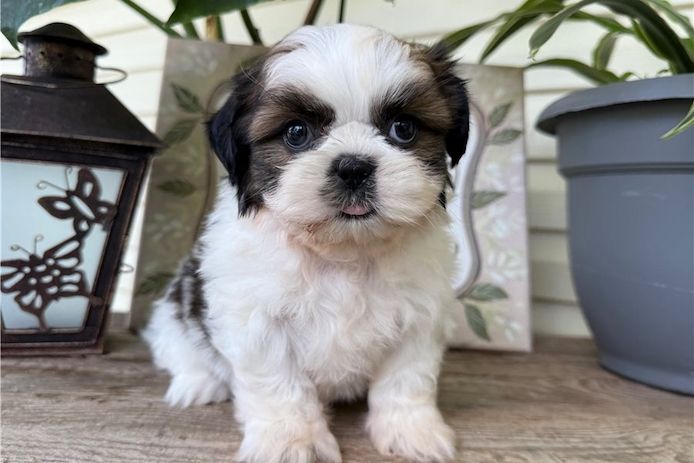 Reinrassige shih tzu welpen