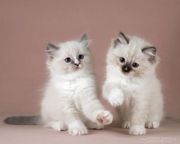 Wunderschöne Ragdoll-Kätzchen..