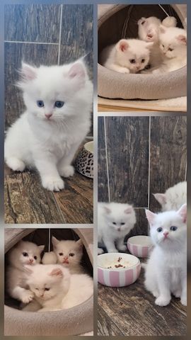Britisch langhaar kitten