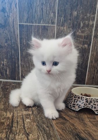 Britisch langhaar kitten