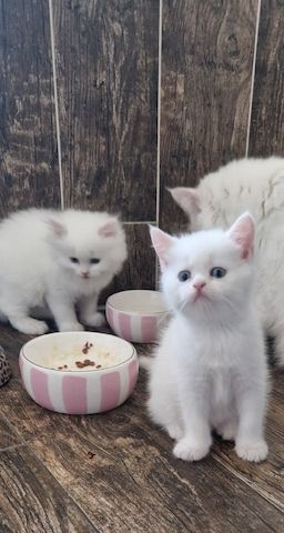 Britisch langhaar kitten