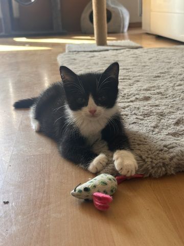 BKH-Mix Kater suchen ihr neues Zuhause