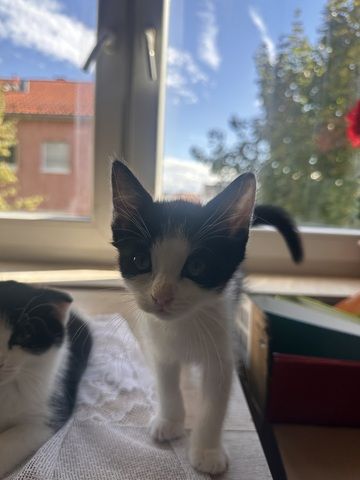 BKH-Mix Kater suchen ihr neues Zuhause