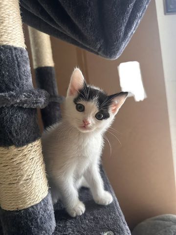 BKH-Mix Kater suchen ihr neues Zuhause