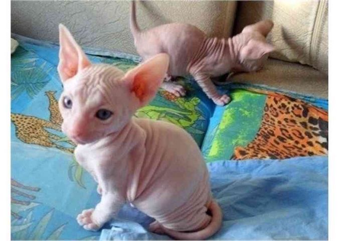 Sphynx-Kätzchen zur Adoption