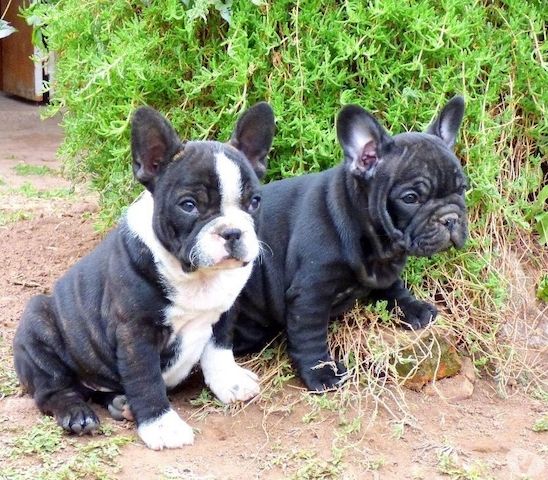 Französische Bulldogge Welpen  mm