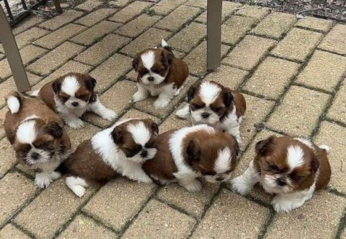 Shih Tzu Welpen,,