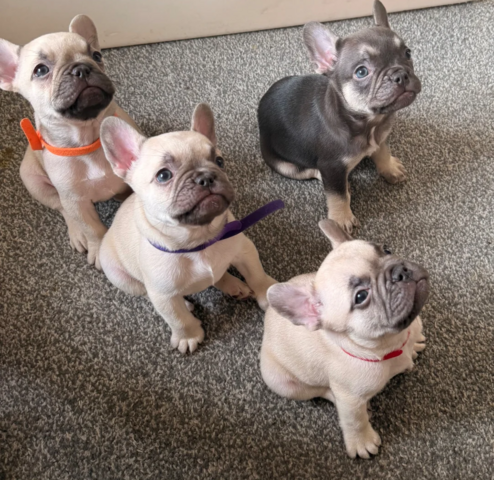 Französische Bulldoggen-Welpen suchen ein neues Zuhause