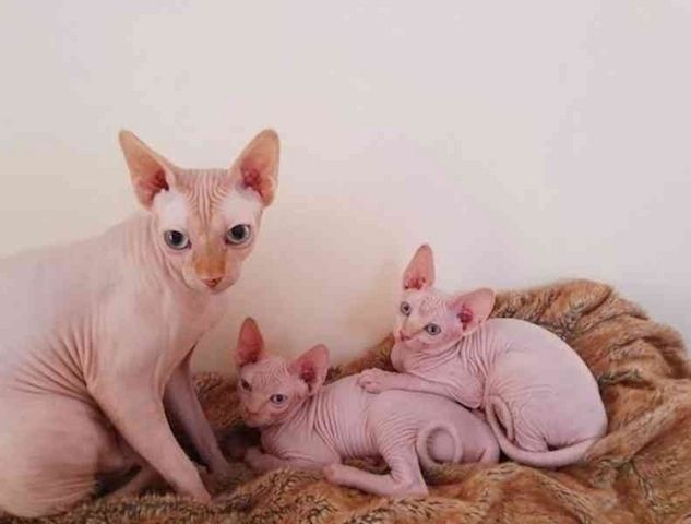 Sphynx-Kätzchen suchen ein neues Zuhause