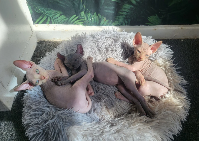 Sphynx-Kätzchen suchen ein neues Zuhause
