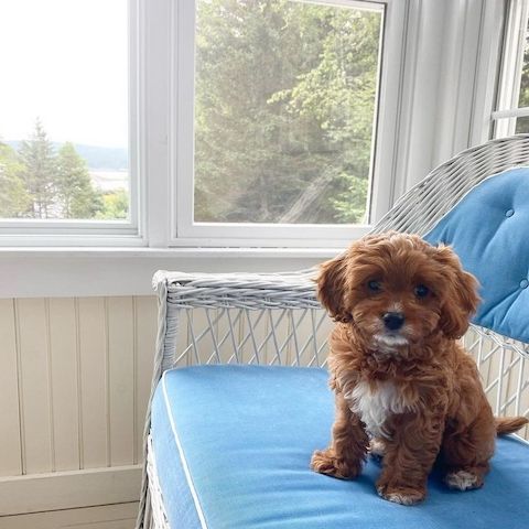 Cavapoo-Welpe sucht liebevolles Zuhause