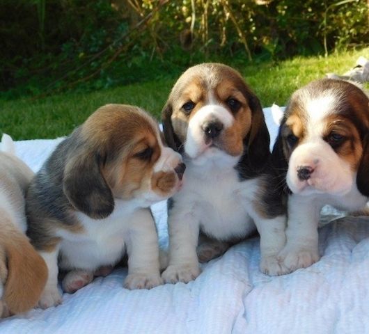 Beagle-Welpe sucht liebevolles Zuhause