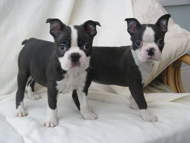 Boston-Terrier-Welpe sucht liebevolles Zuhause