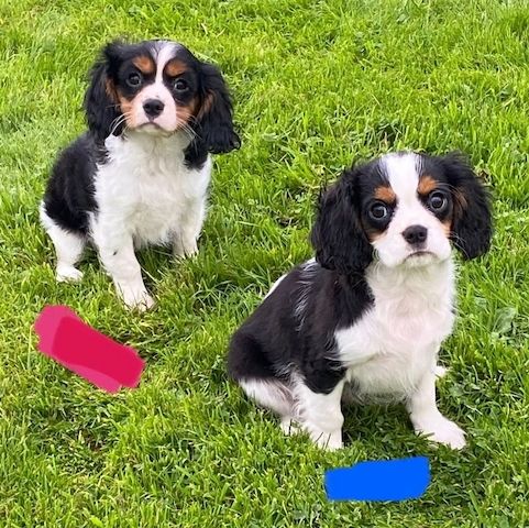 Cavalier King Charles Spaniel Welpe sucht liebevolles Zuhause