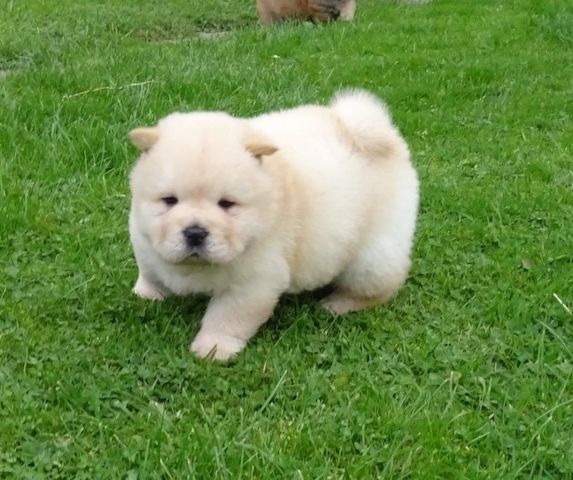 Chow-Chow-Welpe sucht liebevolles Zuhause