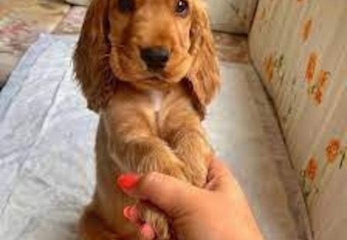 Cocker Spaniel Welpe sucht liebevolles Zuhause