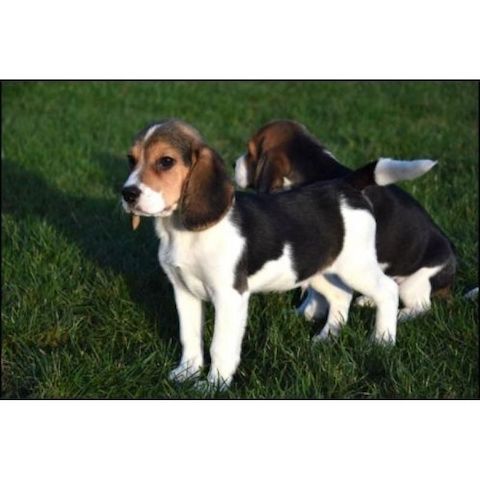 Männliche und weibliche Beagle Welpen.,