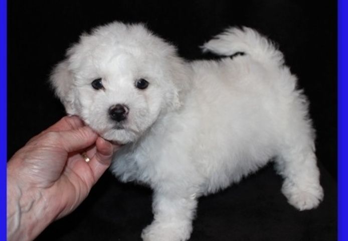 Entzückende Bichon Frisé-Welpen ,,