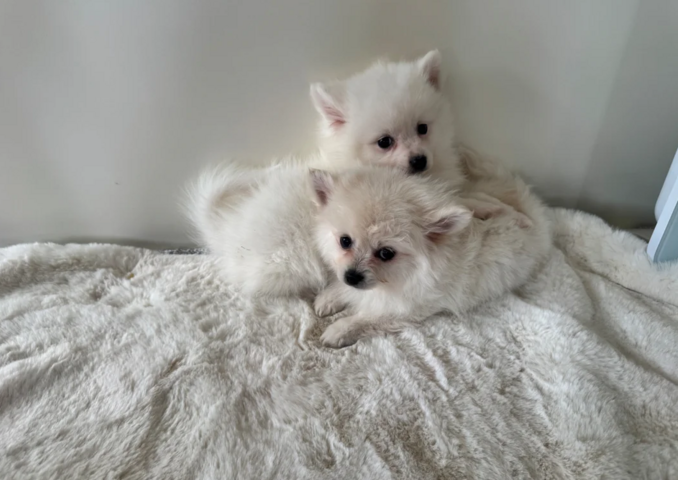 Zwergspitz-Welpen (Pomeranian) zu verkaufen