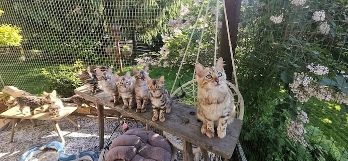 Bengalkätzchen bereit für ihr neues Zuhause