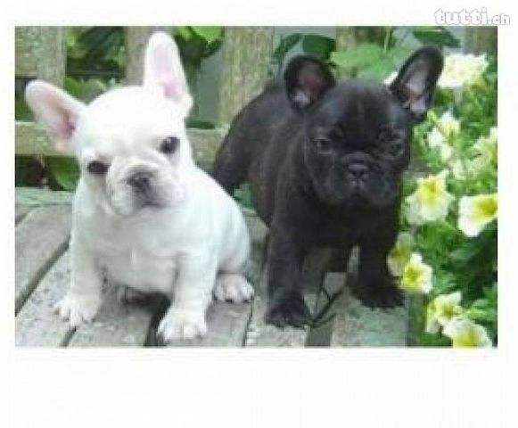 Französische Bulldoggen Welpen Rüden und Hündinnen