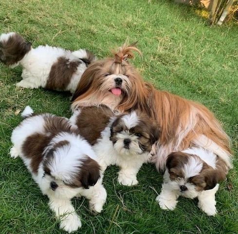 Shih Tzu Welpen..