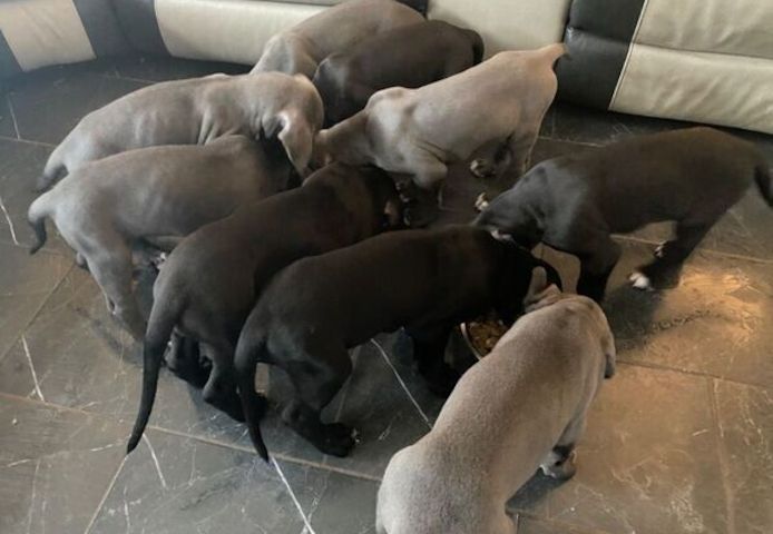 Deutsche Doggen-Welpen zu verkaufen