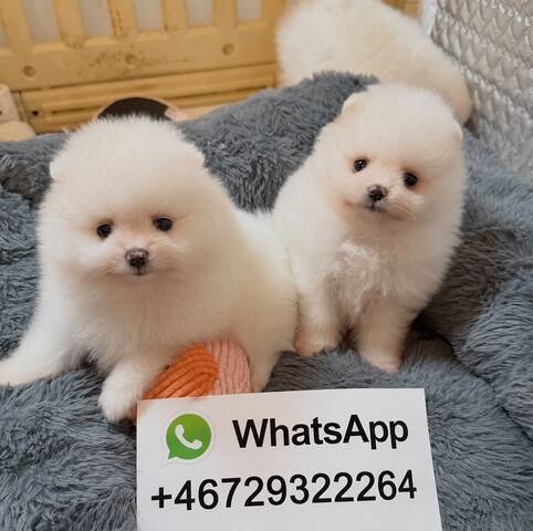 Pomeranian-Welpen