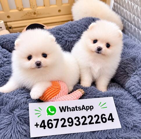 Pomeranian-Welpen