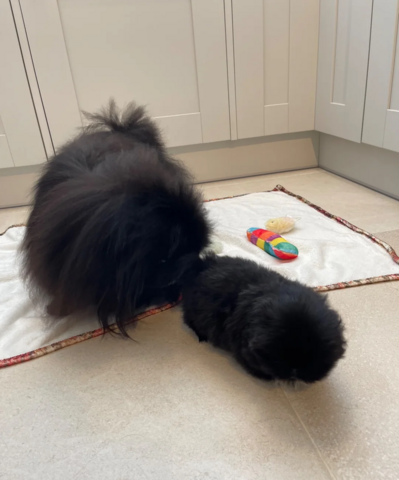 Pekingesen-Welpen zu verkaufen.