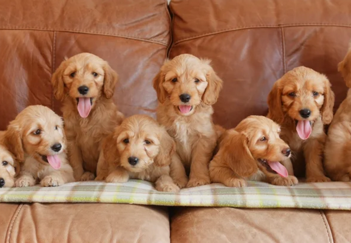 Miniature-Goldendoodle-Welpen zu verkaufen.