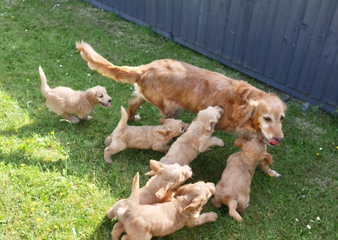 Miniature-Goldendoodle-Welpen zu verkaufen.