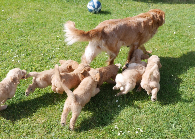 Miniature-Goldendoodle-Welpen zu verkaufen.