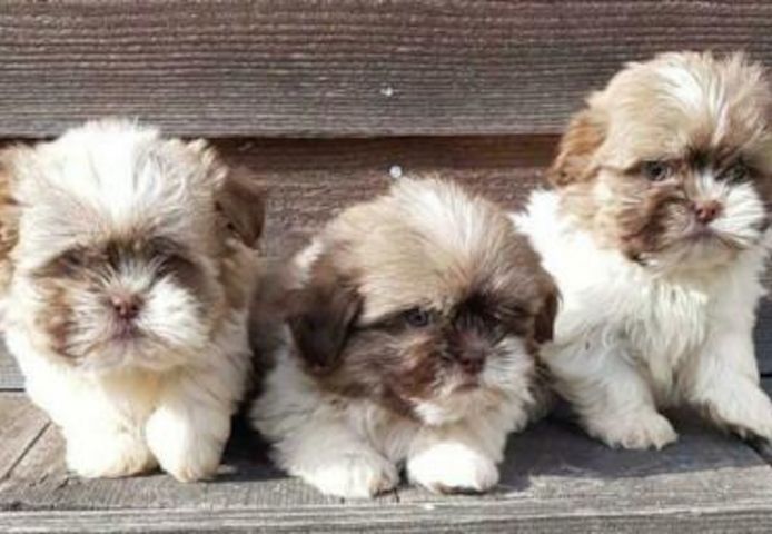 Shih Tzu Welpen