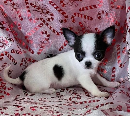 süße MINI chihuahua welpen mit Papieren ,,