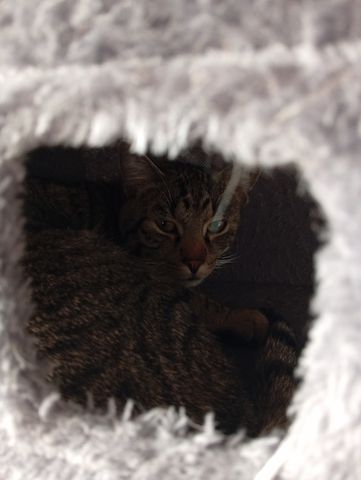 BKH Brüder Braun Grau Idefix & Benchy 1 Jahr & 6 Monate alt suchen ein liebes volles warmes Zuhause