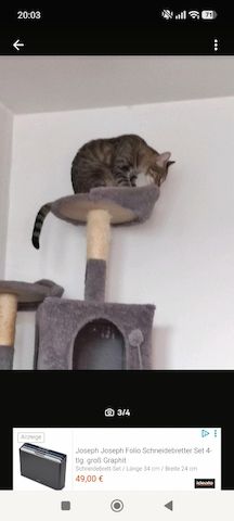 BKH Brüder Braun Grau Idefix & Benchy 1 Jahr & 6 Monate alt suchen ein liebes volles warmes Zuhause