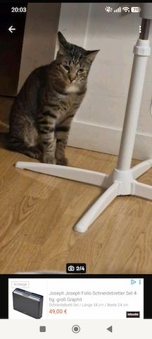 BKH Brüder Braun Grau Idefix & Benchy 1 Jahr & 6 Monate alt suchen ein liebes volles warmes Zuhause