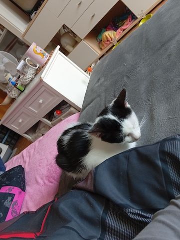 BKH Kitten Kätzchen Lucy 17 Wochen alt sucht ein liebes volles warmes Zuhause